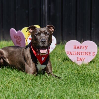 Jamal - American Staffordshire Terrier available for adoption at Animal Welfare League NSW in Calgary
