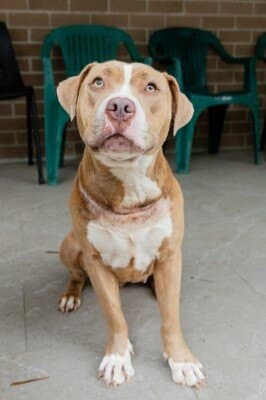 Sky - American Staffordshire Terrier available for adoption at Animal Welfare League NSW in Calgary