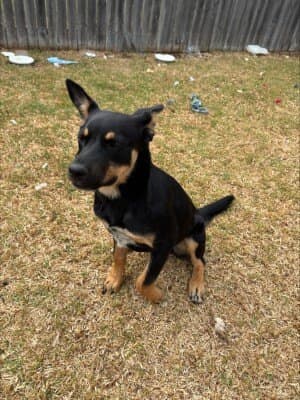 Hooch - Kelpie available for adoption in Calgary