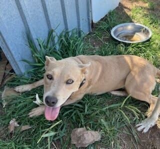 Rosey - Australian Cattle Dog available for adoption in Calgary