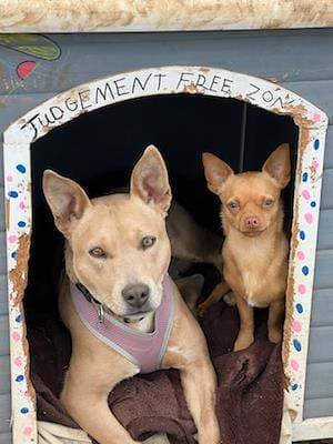 Rosey - Australian Cattle Dog available for adoption at Animal Welfare League NSW in Sydney
