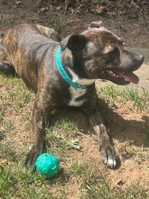 Tiger - American Staffordshire Terrier available for adoption at Animal Welfare League NSW in Calgary