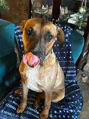 Maggie - Staffordshire Bull Terrier available for adoption at Animal Welfare League NSW in Sydney