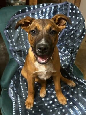 Rocco - Staffordshire Bull Terrier available for adoption at Animal Welfare League NSW in Calgary