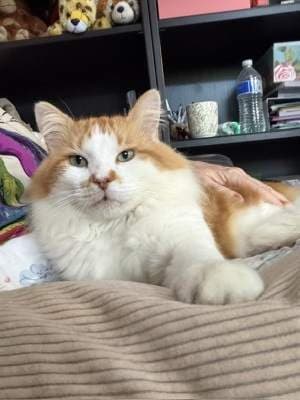 Fluffy - Domestic Medium Hair cat available for adoption at Animal Welfare League NSW in Sydney