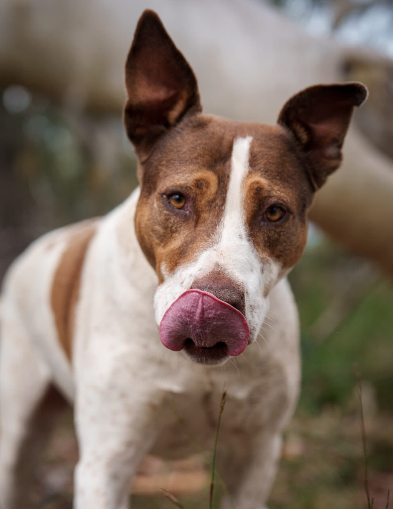 Ruby - Bull Arab X Pointer available for adoption at Monika's Doggie Rescue in Calgary