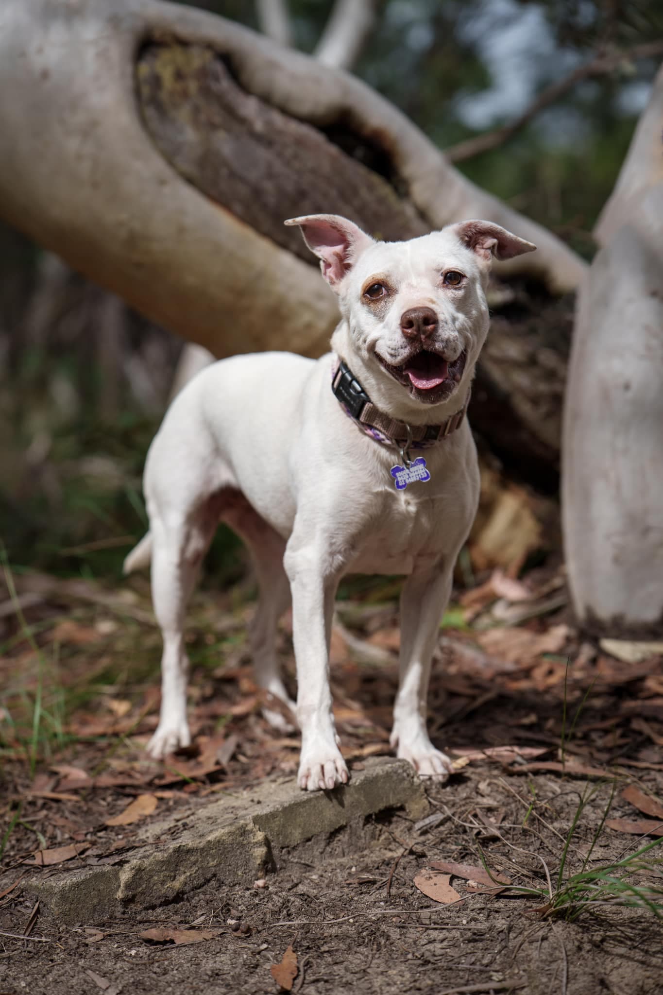 Khaleesi - Staffy X available for adoption at Monika's Doggie Rescue in Calgary
