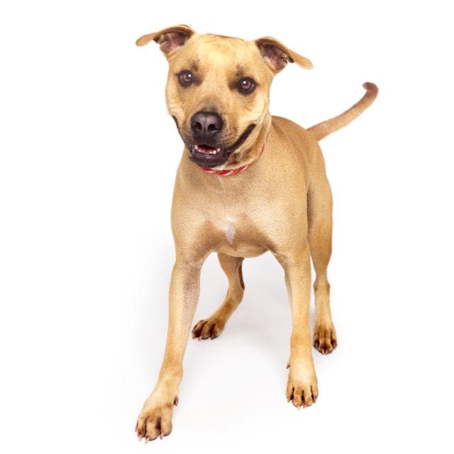 Peanut - Kelpie X Staffy available for adoption at Monika's Doggie Rescue in Calgary