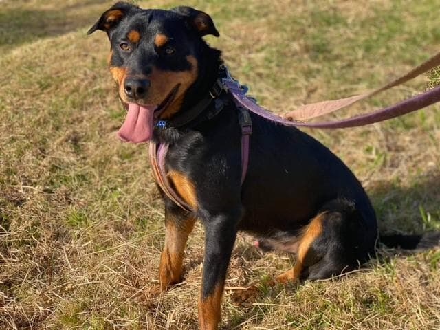 Eddison - Kelpie X Rottweiler available for adoption in Calgary
