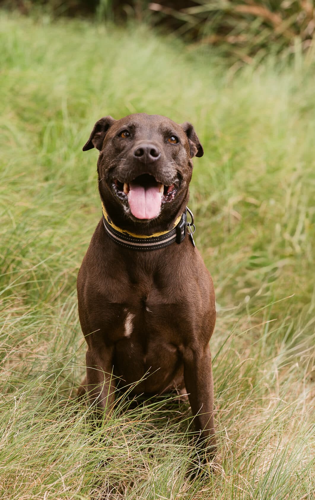 Kobe - American Staffy X Shar Pei available for adoption at Monika's Doggie Rescue in Calgary