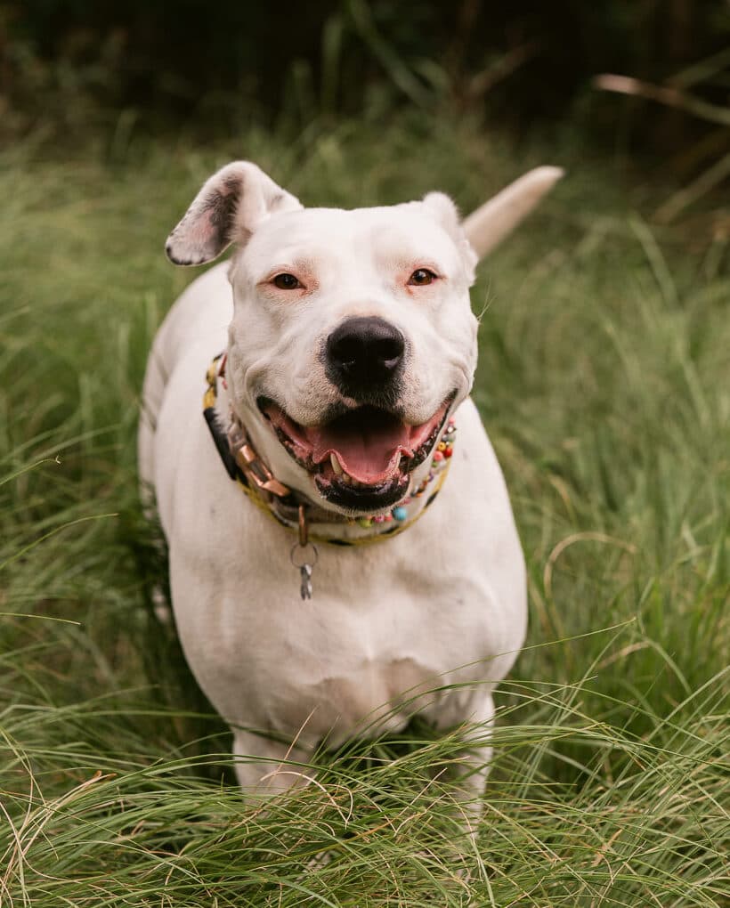 Lilo - Bull Arab X available for adoption at Monika's Doggie Rescue in Calgary