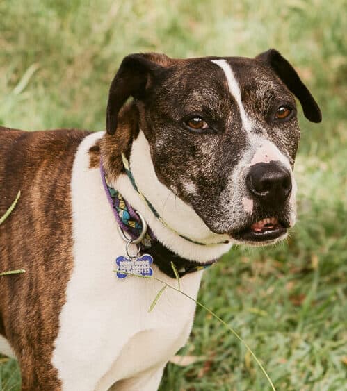 Moe - Staffy X available for adoption at Monika's Doggie Rescue in Calgary