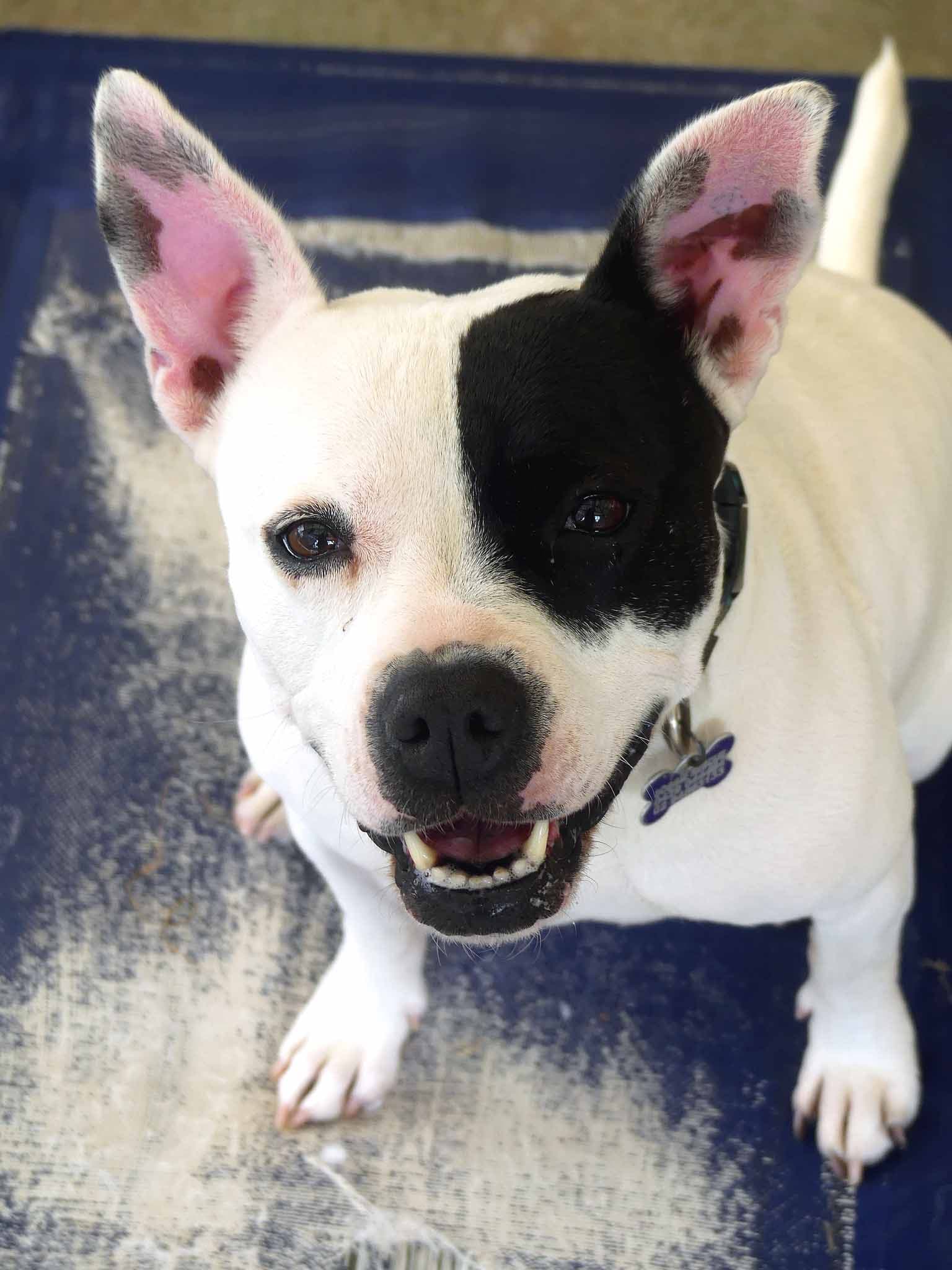 Nikita - French Bulldog X Staffy available for adoption at Monika's Doggie Rescue in Calgary