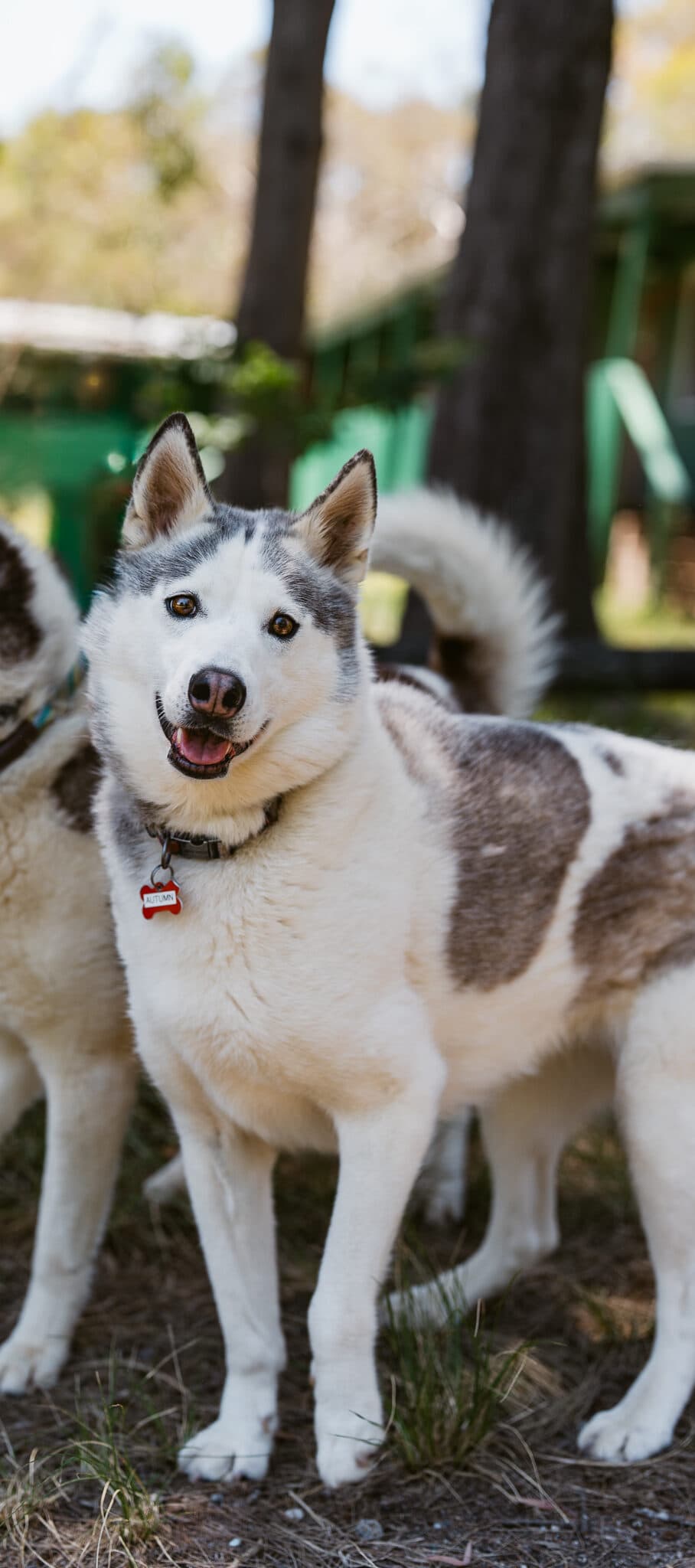 Autumn - Siberian Husky X available for adoption in Calgary