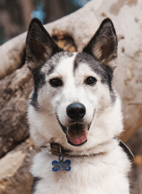Kayuh - Siberian Husky X available for adoption at Monika's Doggie Rescue in Calgary
