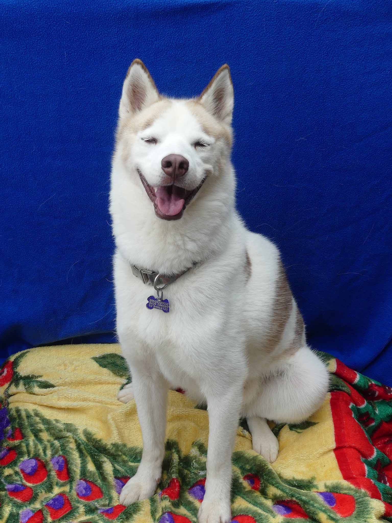 Spirit - Siberian Husky X available for adoption at Monika's Doggie Rescue in Calgary