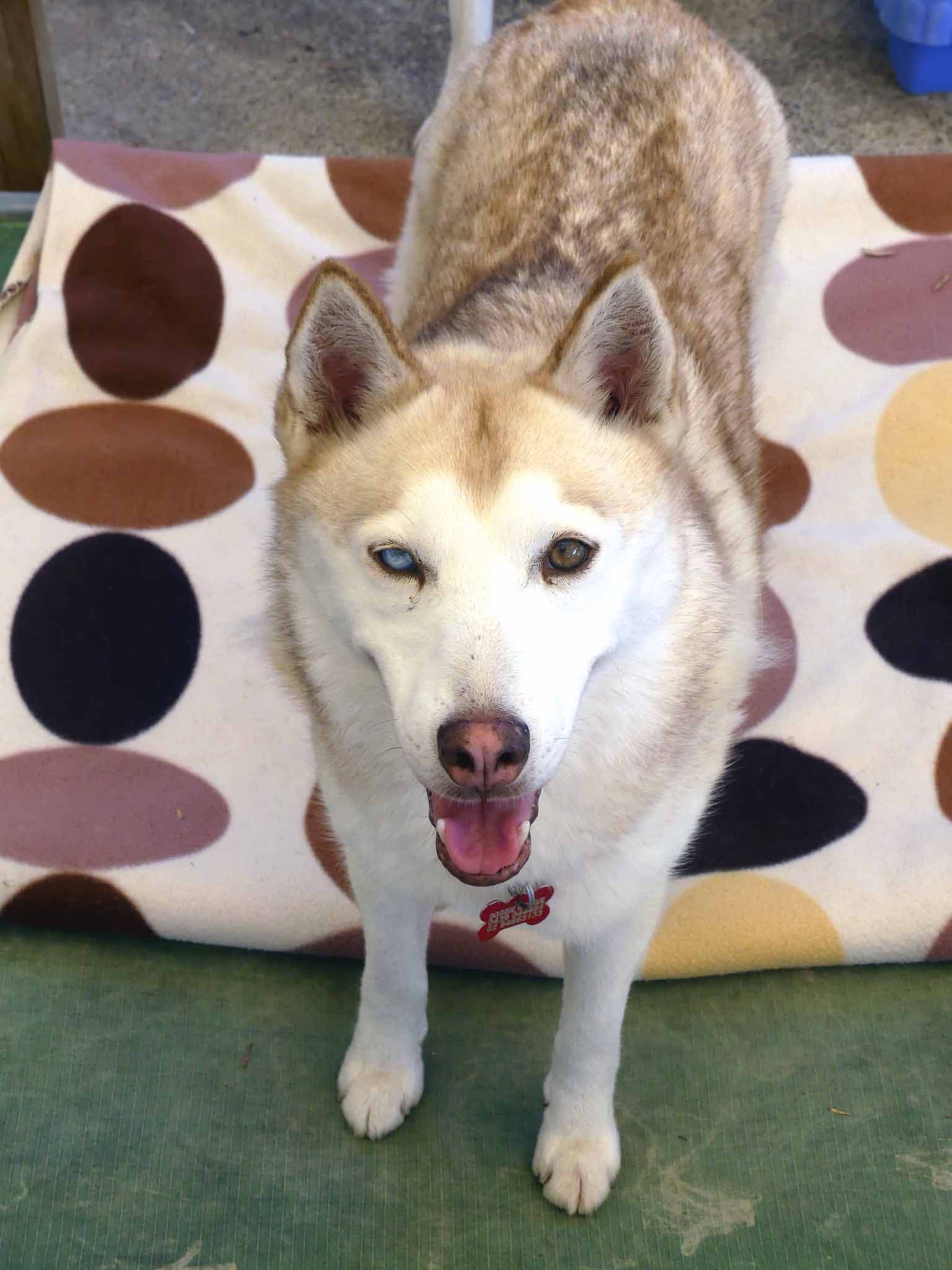 Summer - Siberian Husky X available for adoption at Monika's Doggie Rescue in Calgary