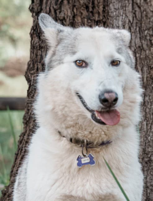 Arya - Siberian Husky X available for adoption in Calgary