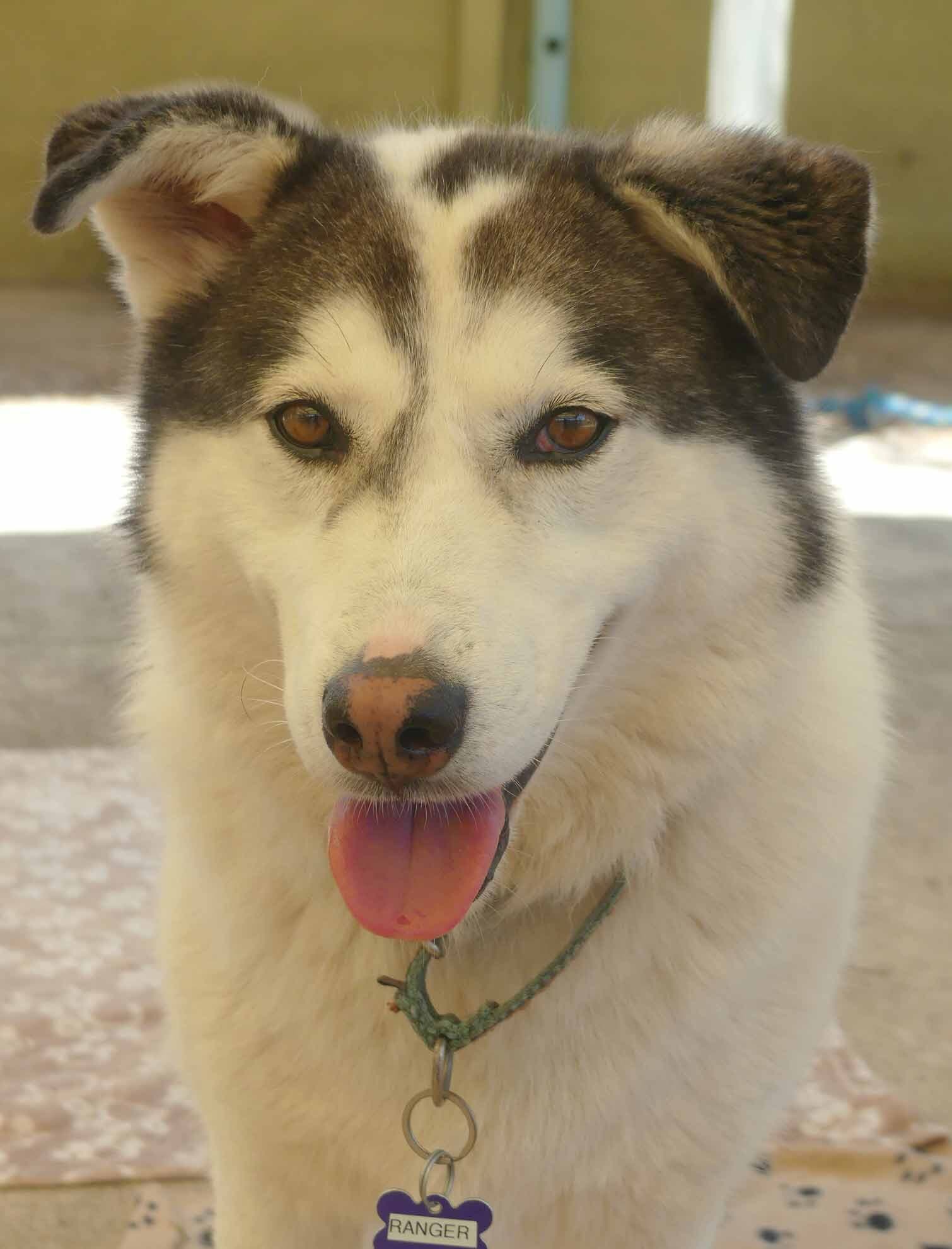 Ranger - Siberian Husky X available for adoption at Monika's Doggie Rescue in Calgary