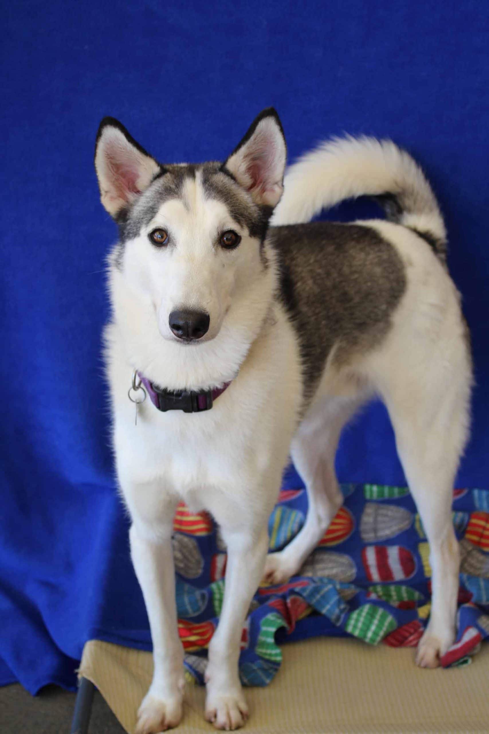 Maddox - Siberian Husky X available for adoption at Monika's Doggie Rescue in Calgary