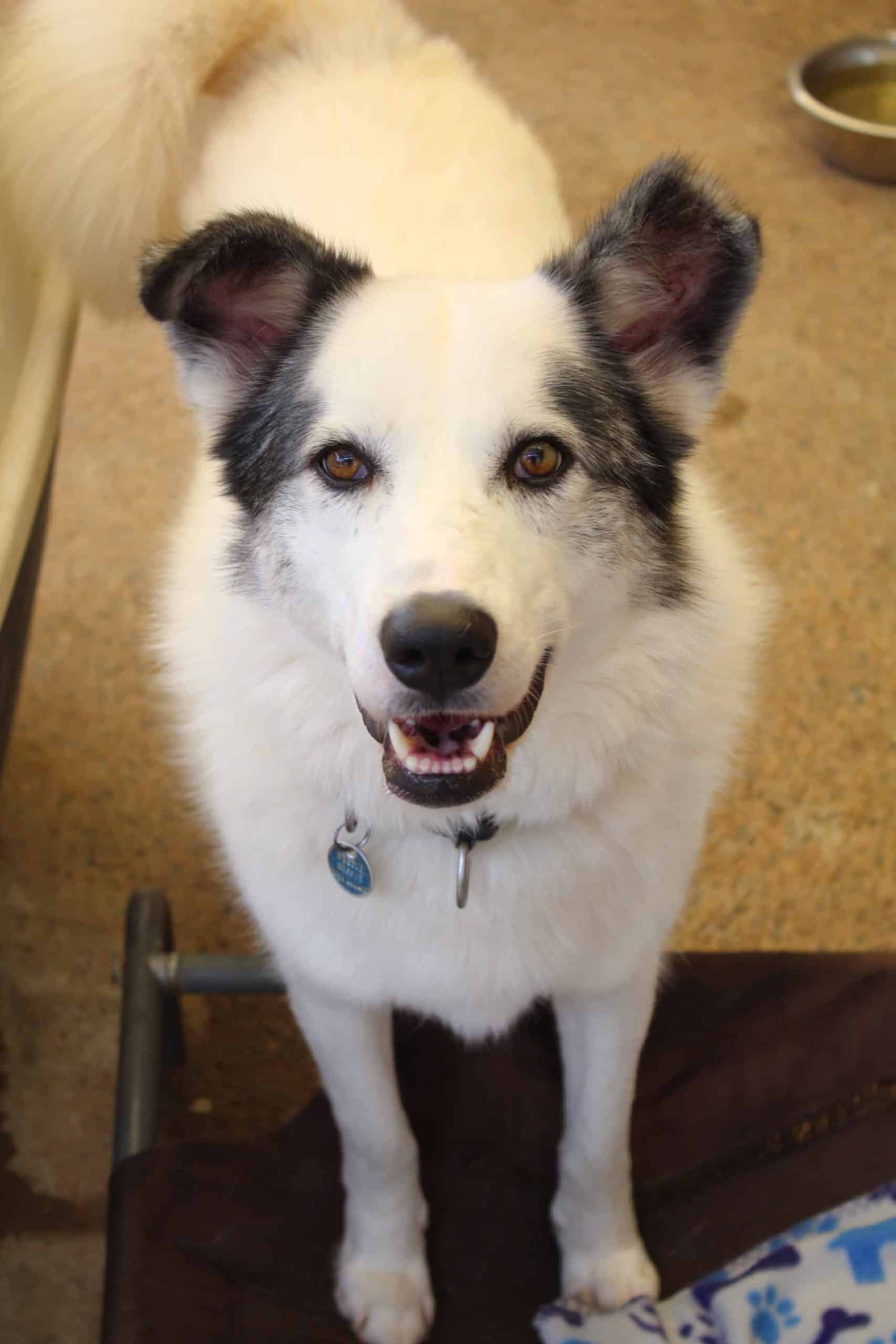 Jango - Siberian Husky X available for adoption at Monika's Doggie Rescue in Calgary