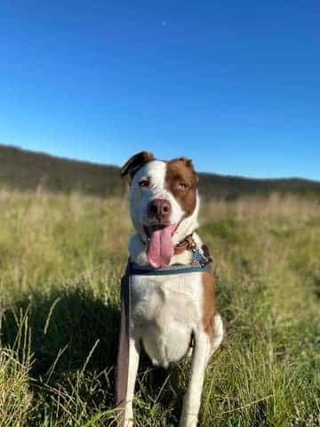 Nemo - Border Collie X available for adoption in Calgary