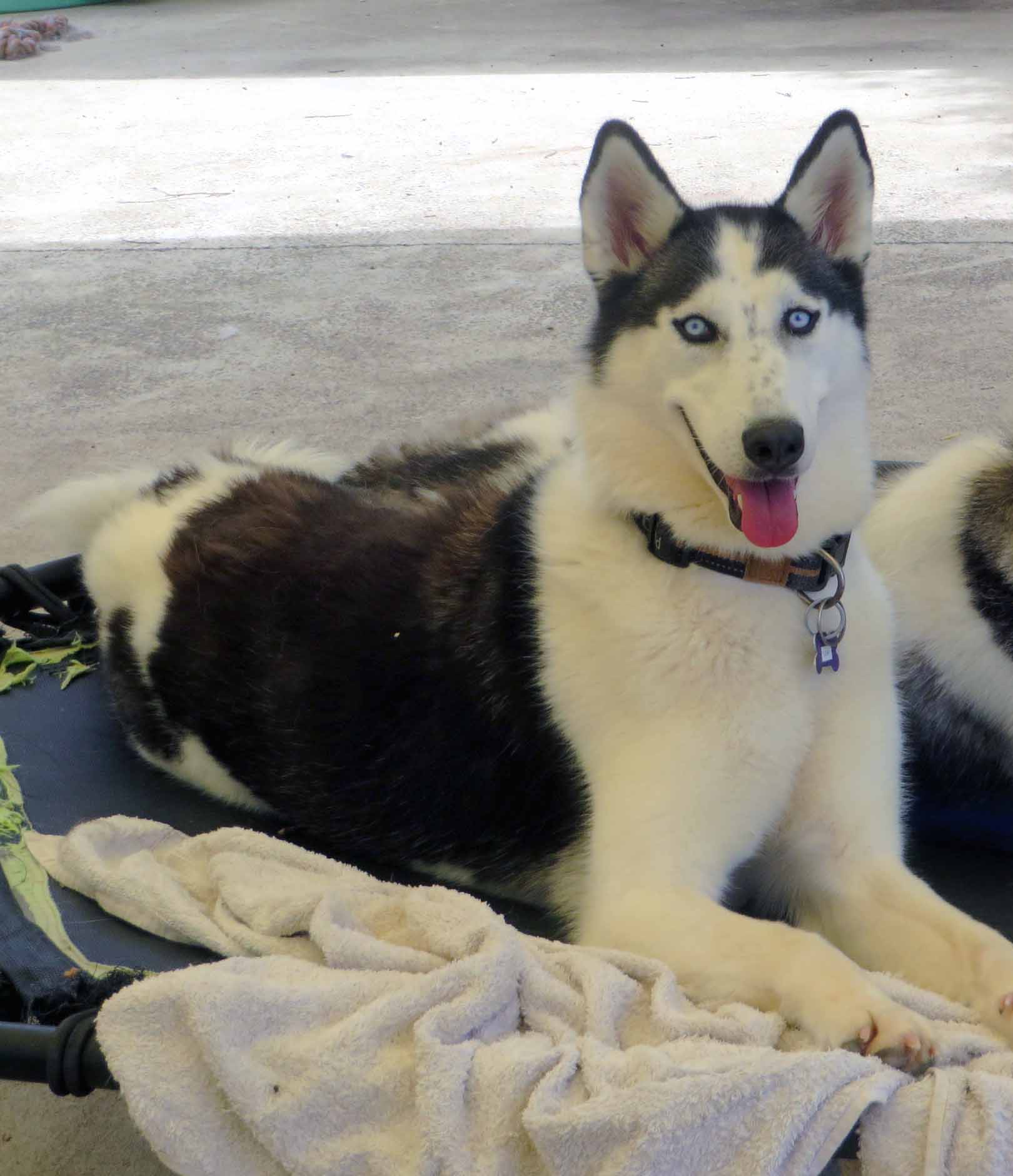 Denali - Siberian Husky X available for adoption in Calgary