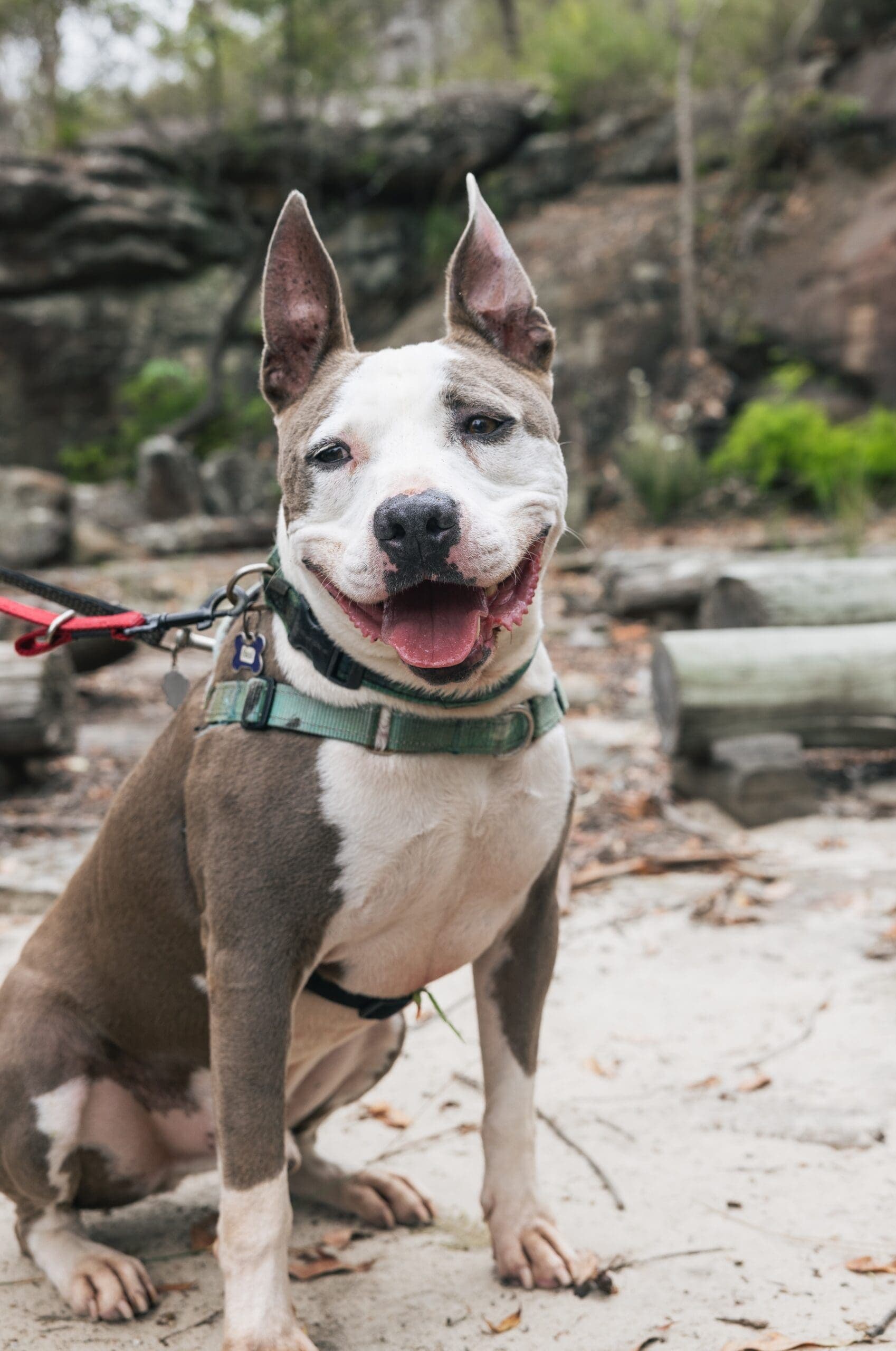 Basil - Staffy X available for adoption in Calgary