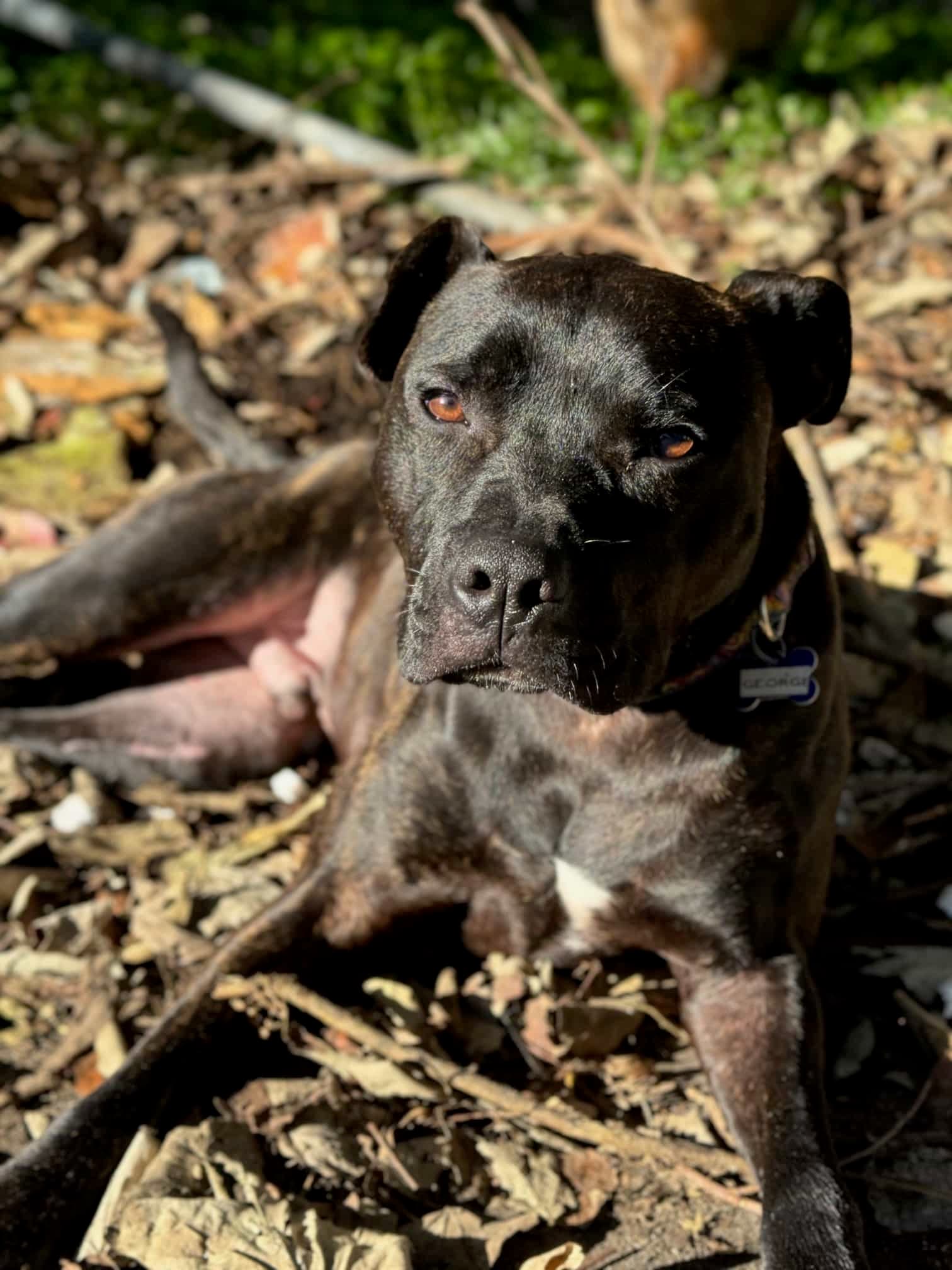 George - Kelpie X Staffy available for adoption in Calgary