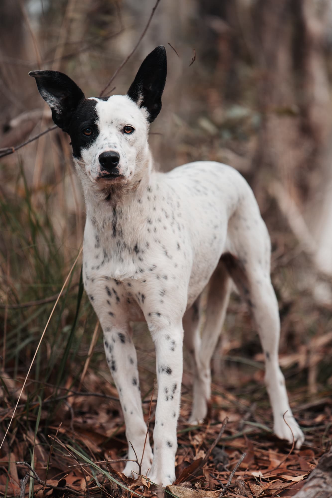 Pikelet - Cattle Dog X available for adoption in Calgary