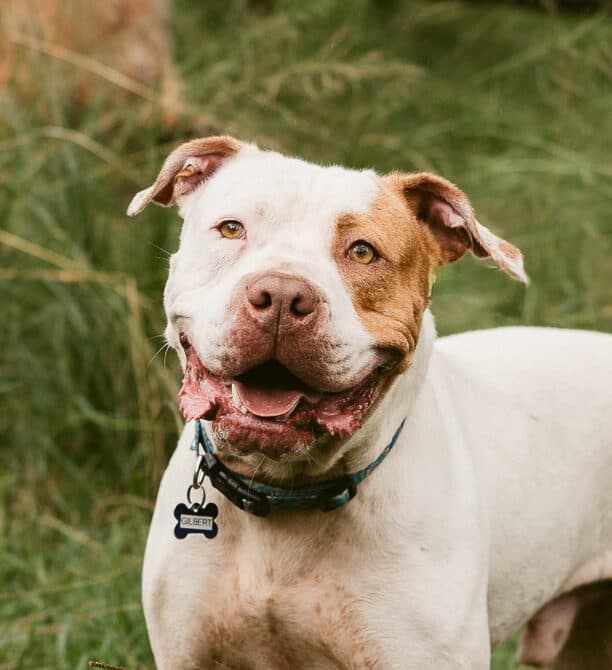 Gilbert - American Staffy X available for adoption at Monika's Doggie Rescue in Calgary