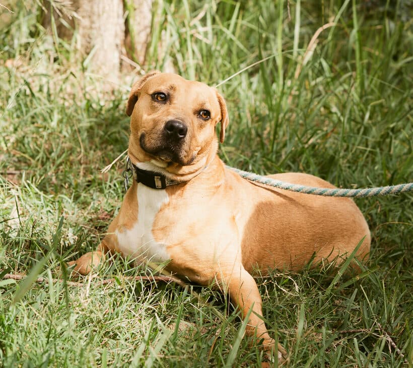 Tempest - Beagle X Staffy available for adoption at Monika's Doggie Rescue in Calgary