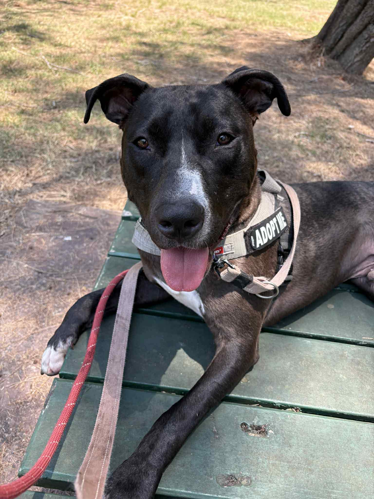 Fred - American Staffy X Kelpie available for adoption in Calgary