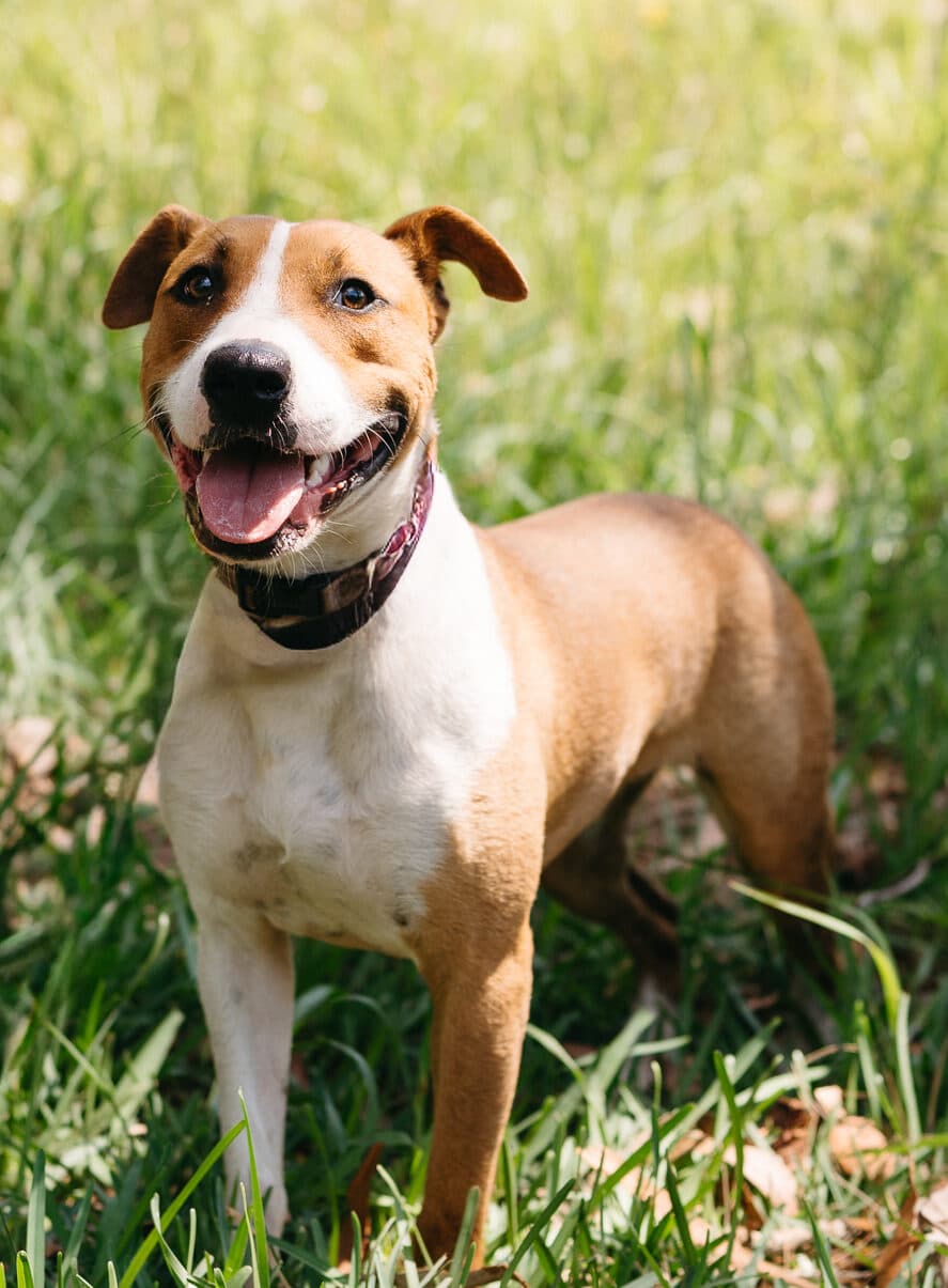 Coral - Staffy X available for adoption in Calgary