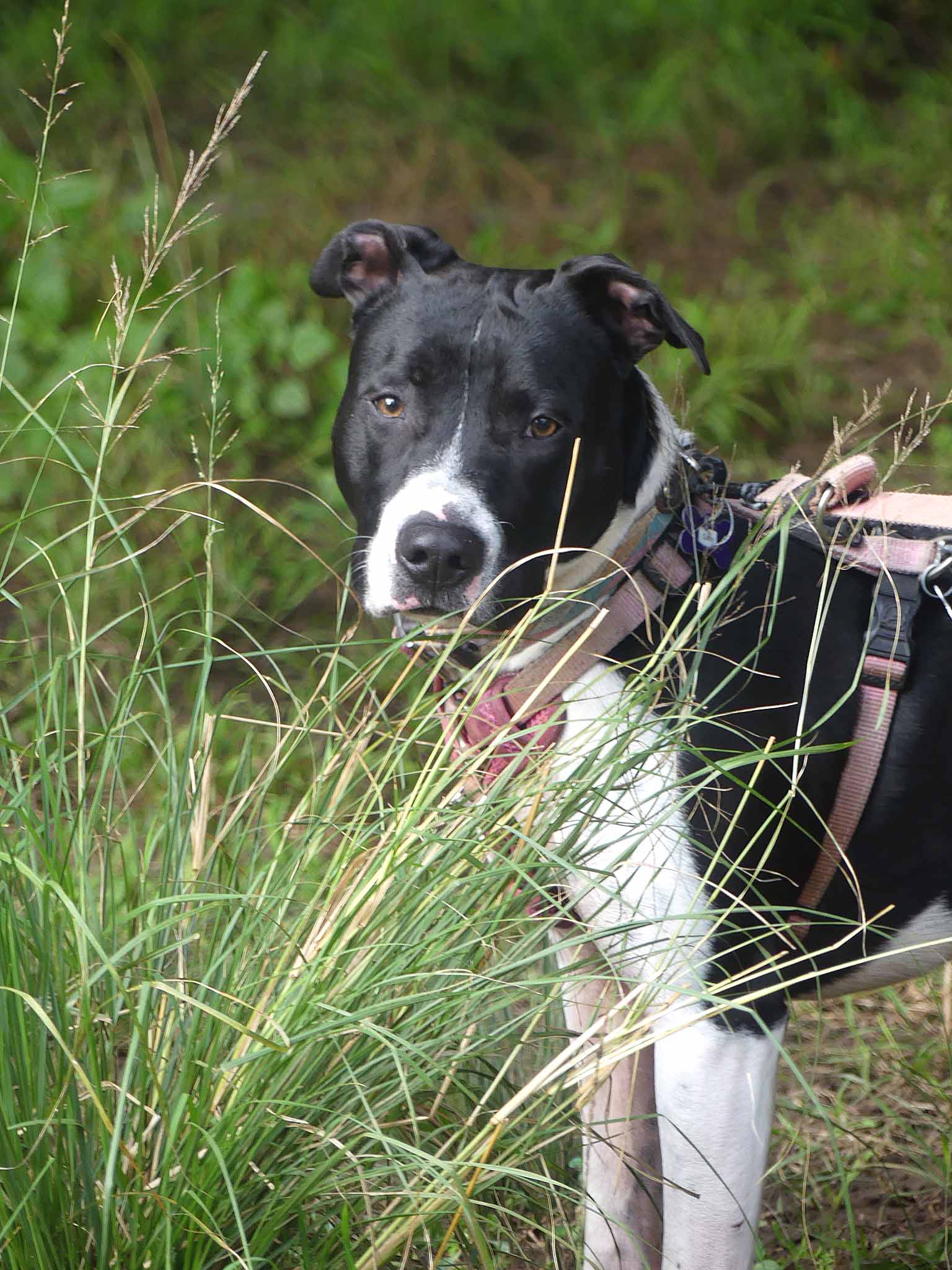Sally - Staffy X available for adoption at Monika's Doggie Rescue in Sydney
