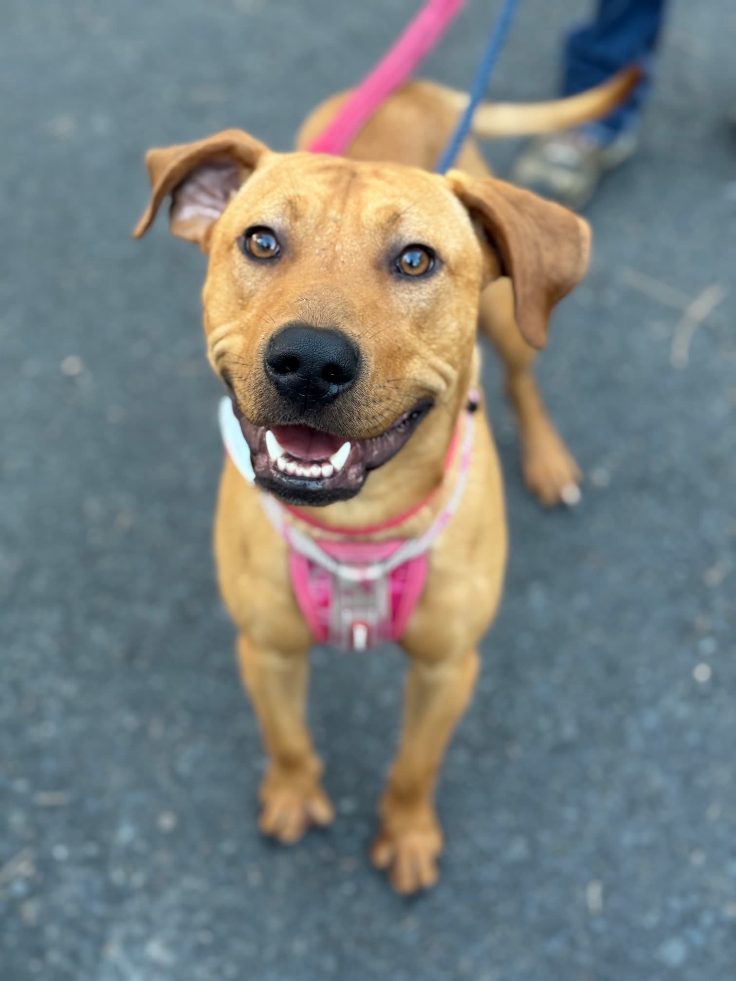 Watson - Labrador X Staffy available for adoption in Calgary