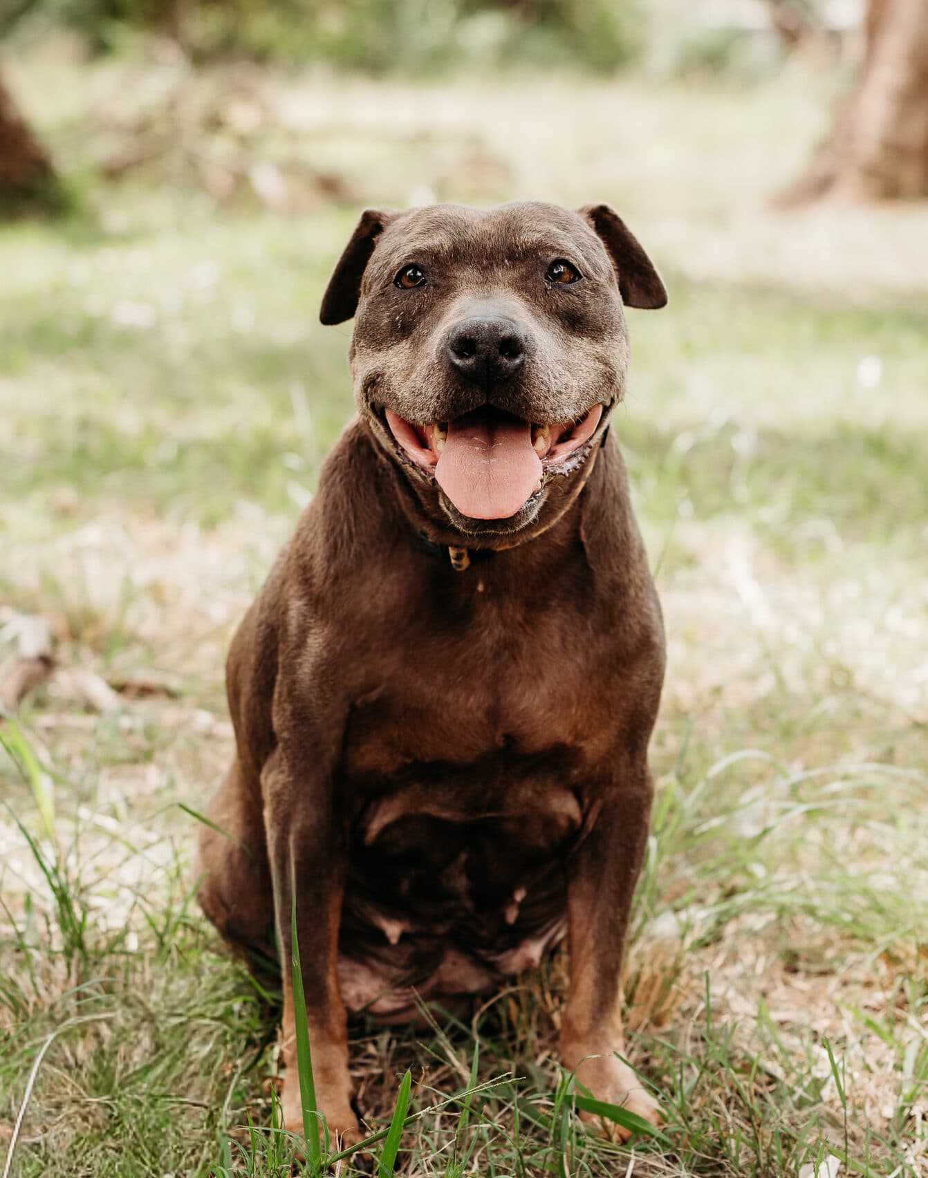 Holly - Staffy X available for adoption at Monika's Doggie Rescue in Calgary
