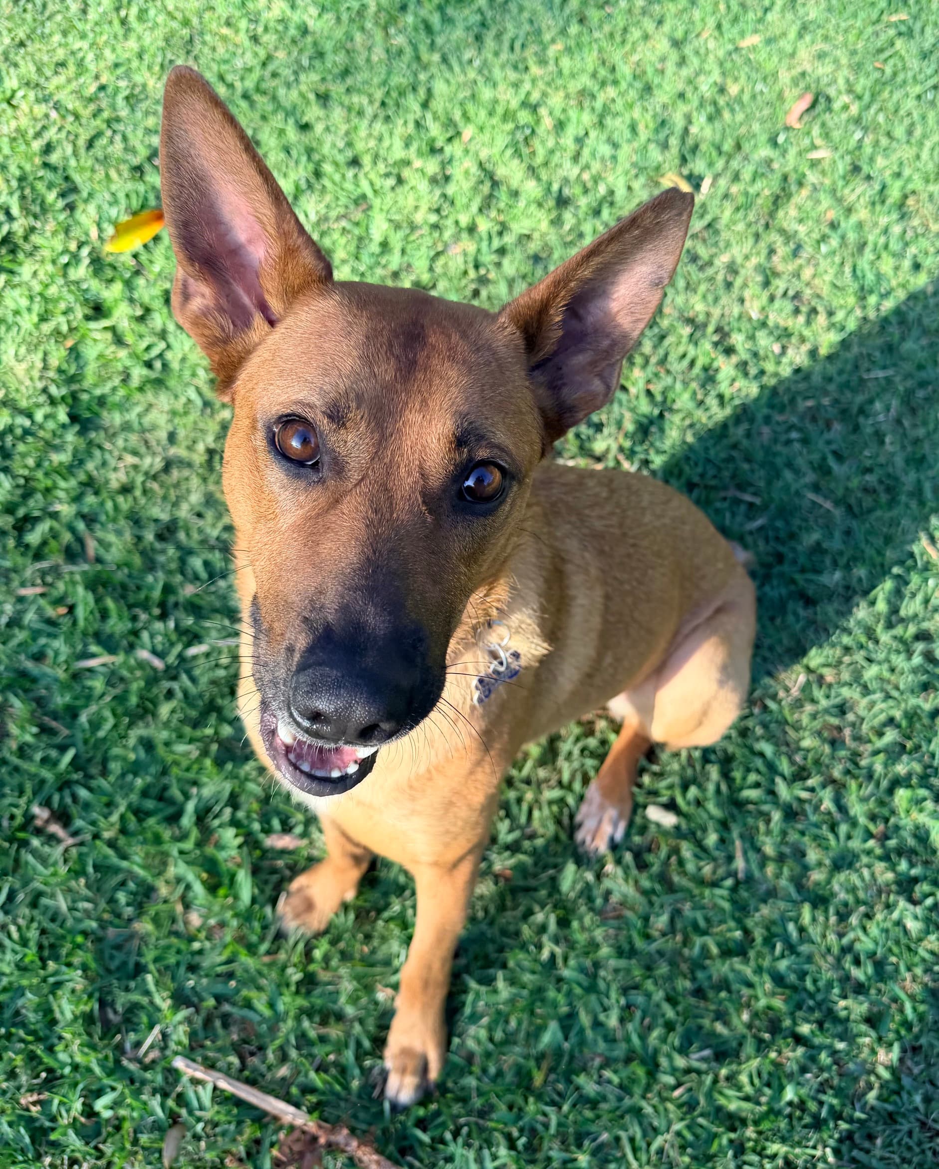 Mary - Cattle Dog X German Shepherd available for adoption in Calgary
