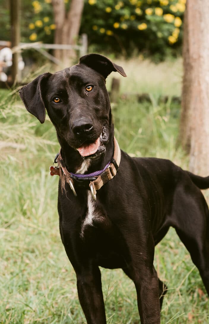 Beaux - Great Dane X Kelpie available for adoption in Calgary