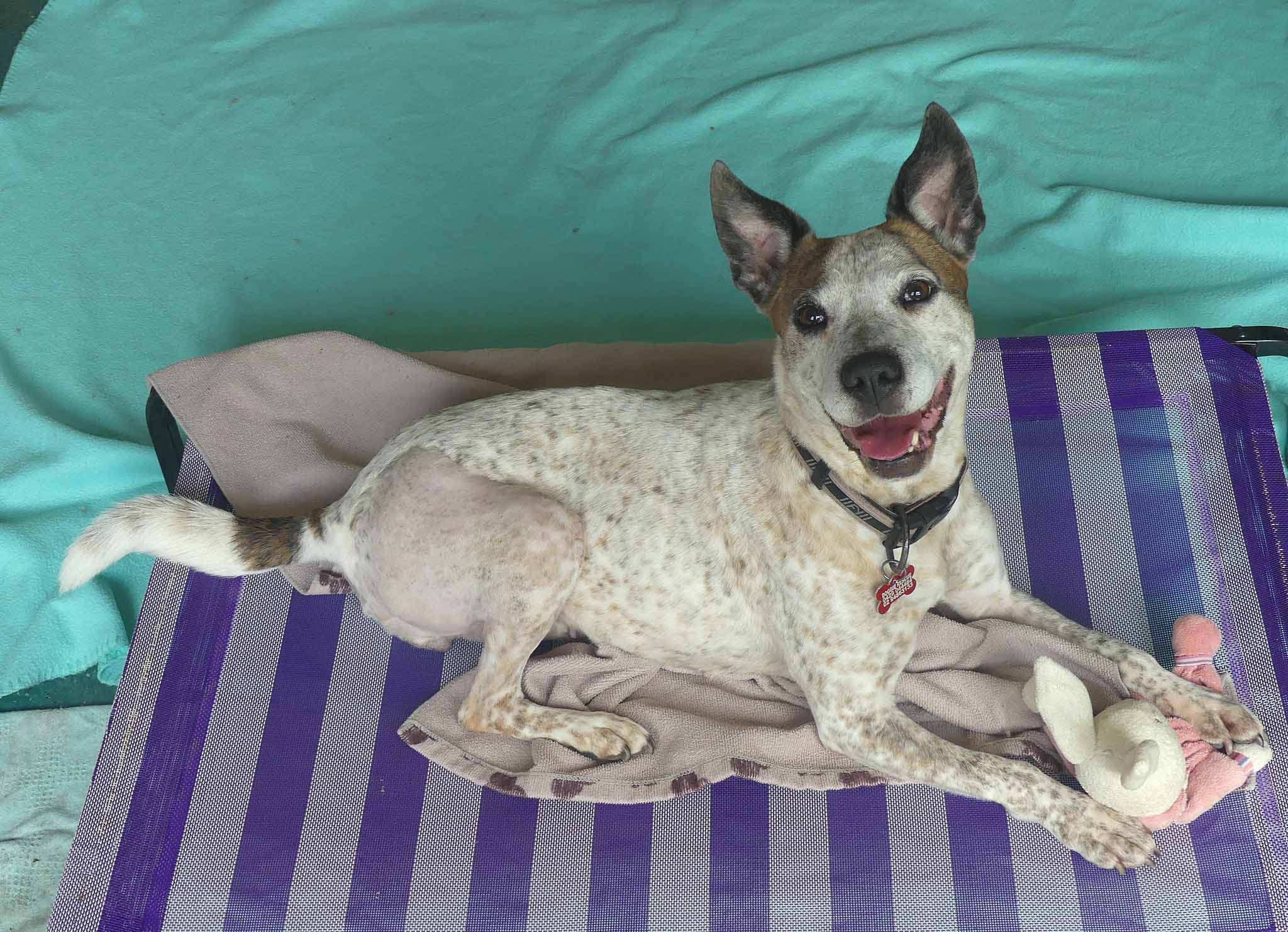 Polly - Cattle Dog X Kelpie available for adoption in Calgary