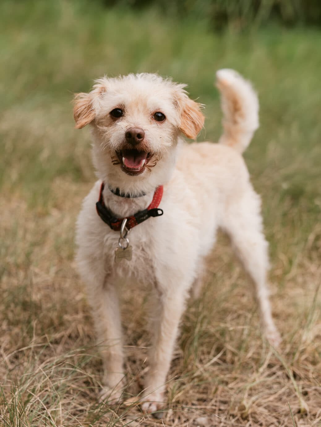Jordie - Jack Russell Terrier X Miniature Poodle available for adoption in Calgary