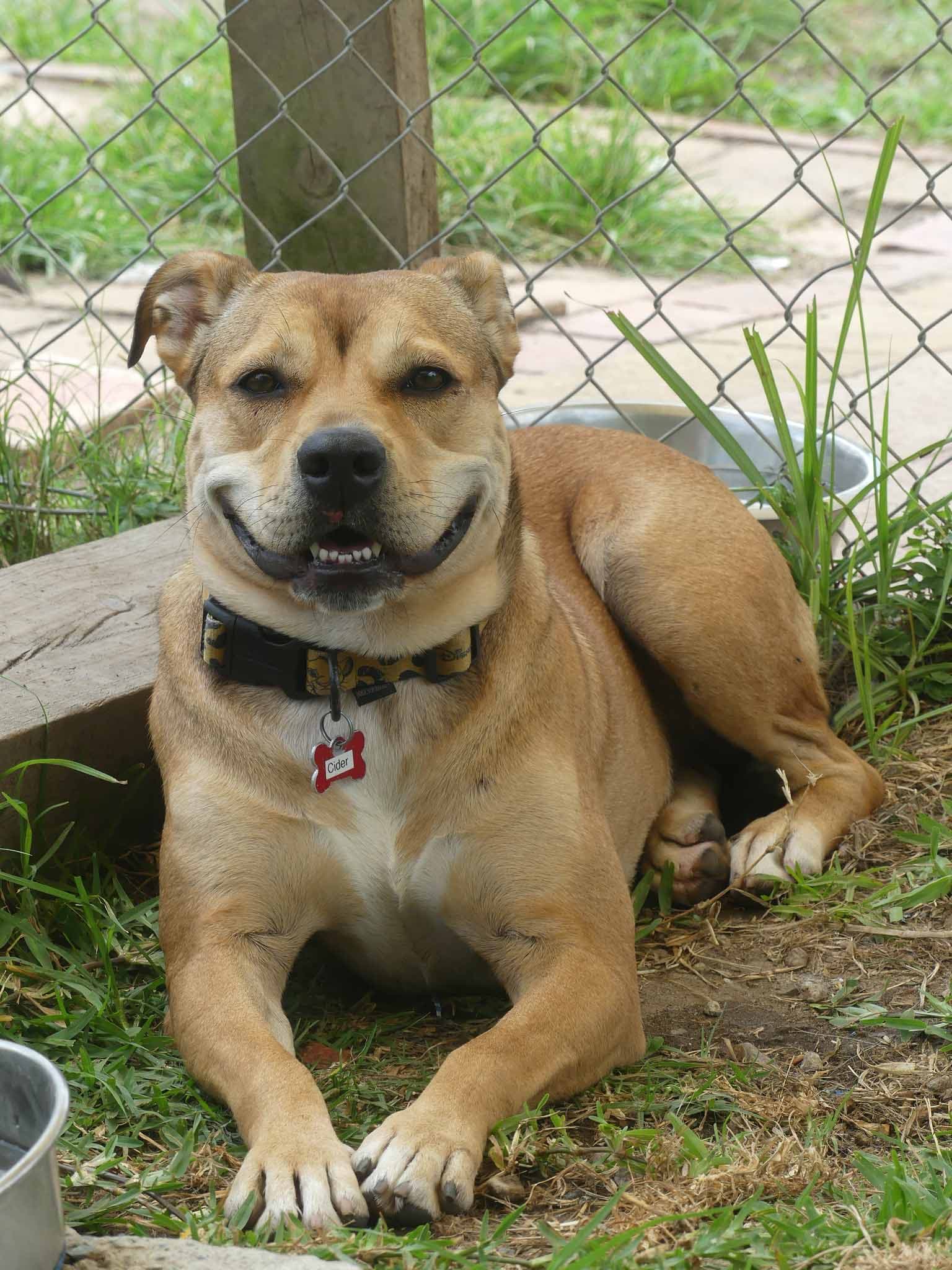 Cider - Bulldog X Golden Retriever available for adoption in Calgary