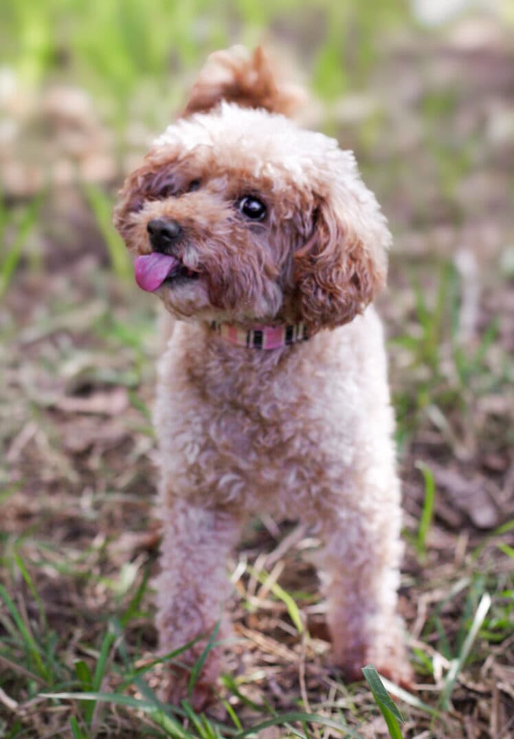 Nelly - Toy Poodle X available for adoption at Monika's Doggie Rescue in Sydney