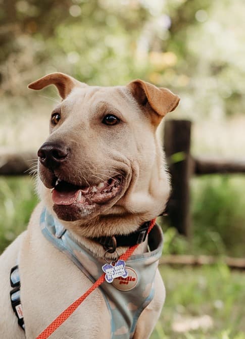 Sandy - Shar Pei X available for adoption at Monika's Doggie Rescue in Calgary