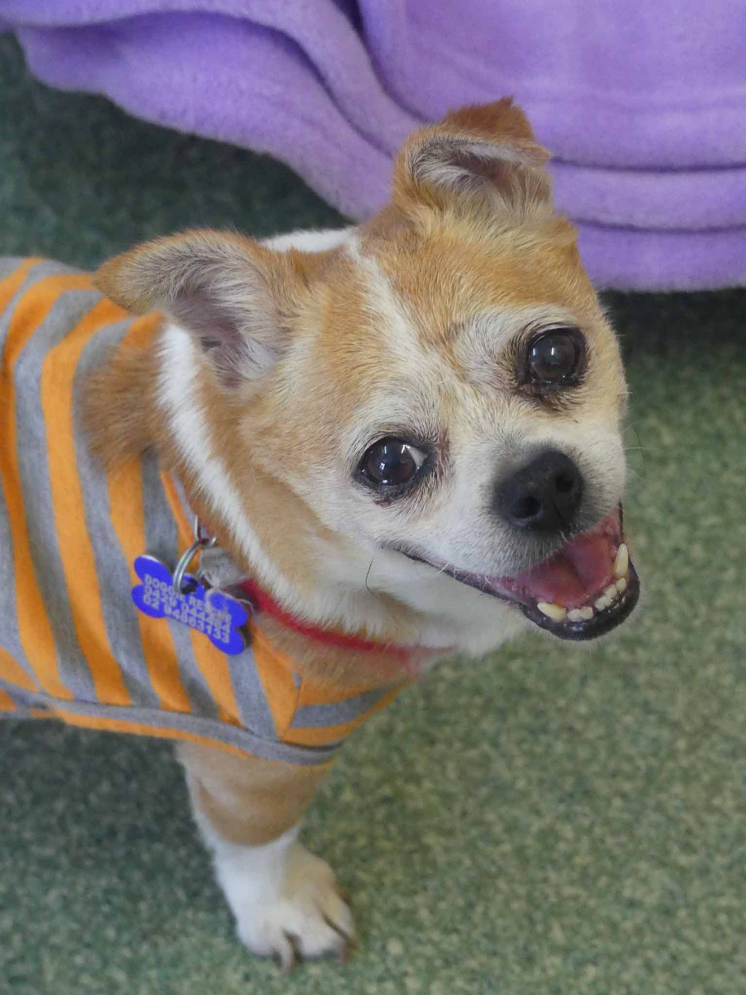 Twinkle - Chihuahua X Miniature Fox Terrier available for adoption at Monika's Doggie Rescue in Calgary