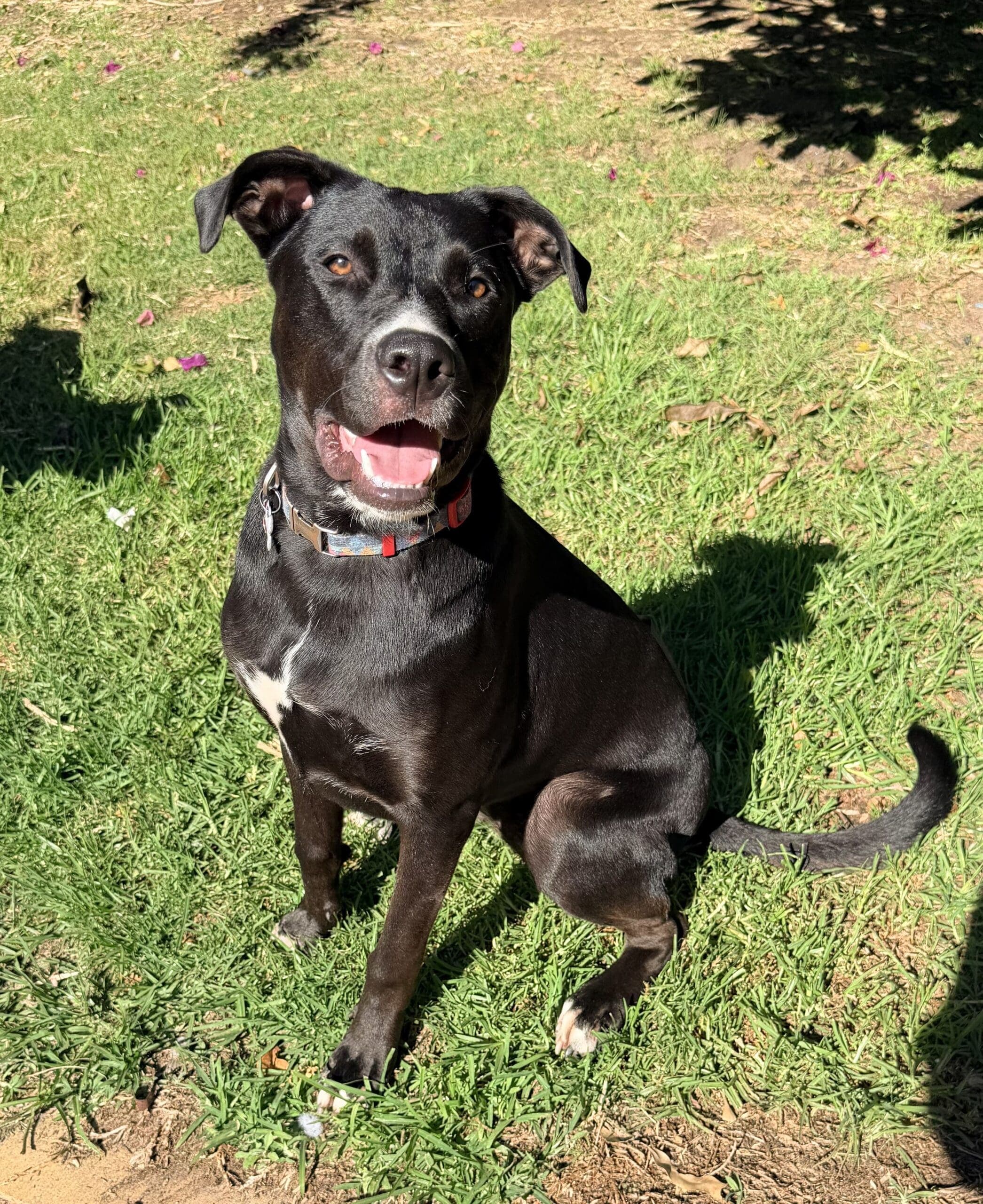 Cherry - Kelpie X Staffy available for adoption in Calgary