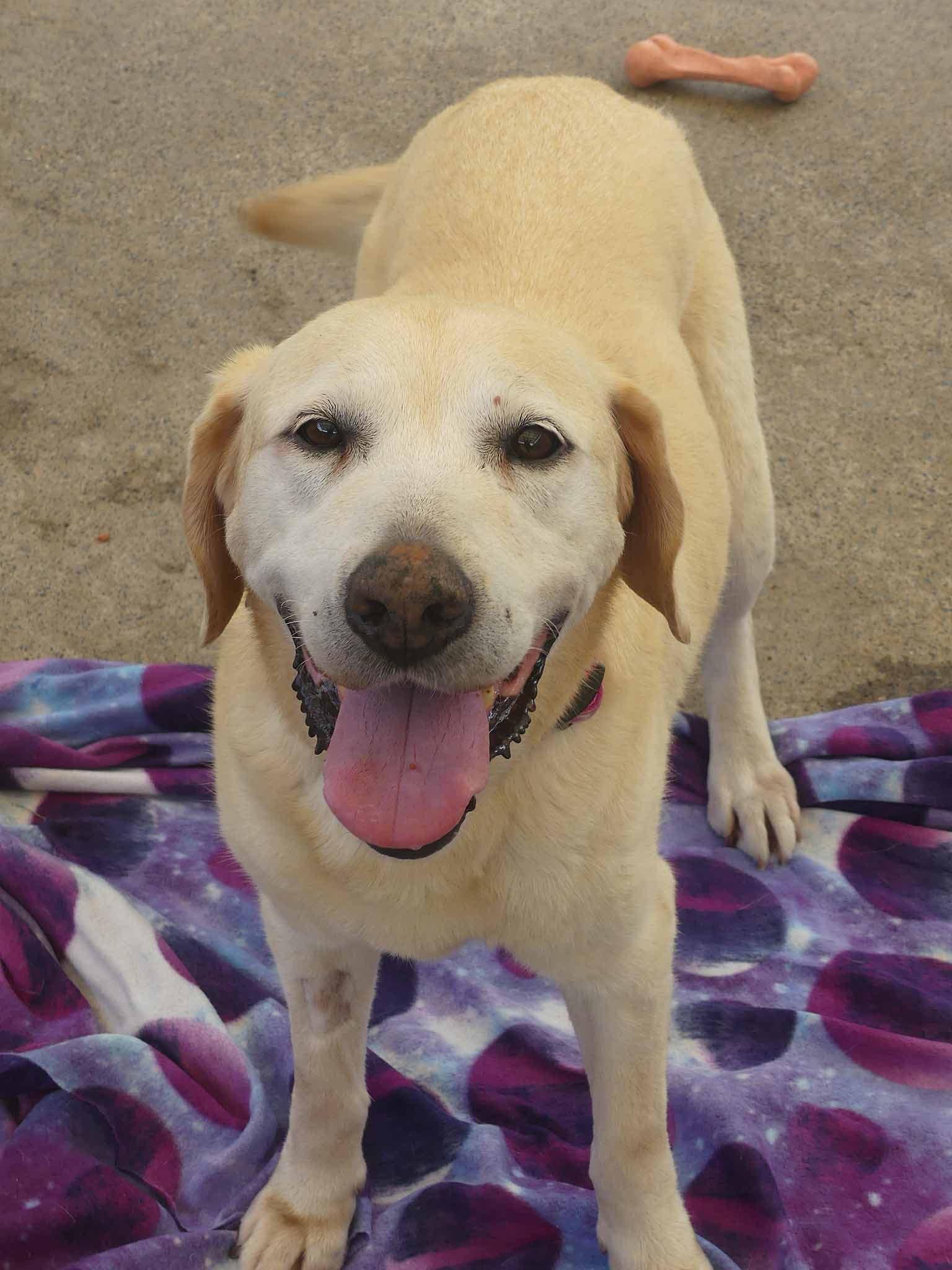 Daisy - Labrador X available for adoption in Calgary