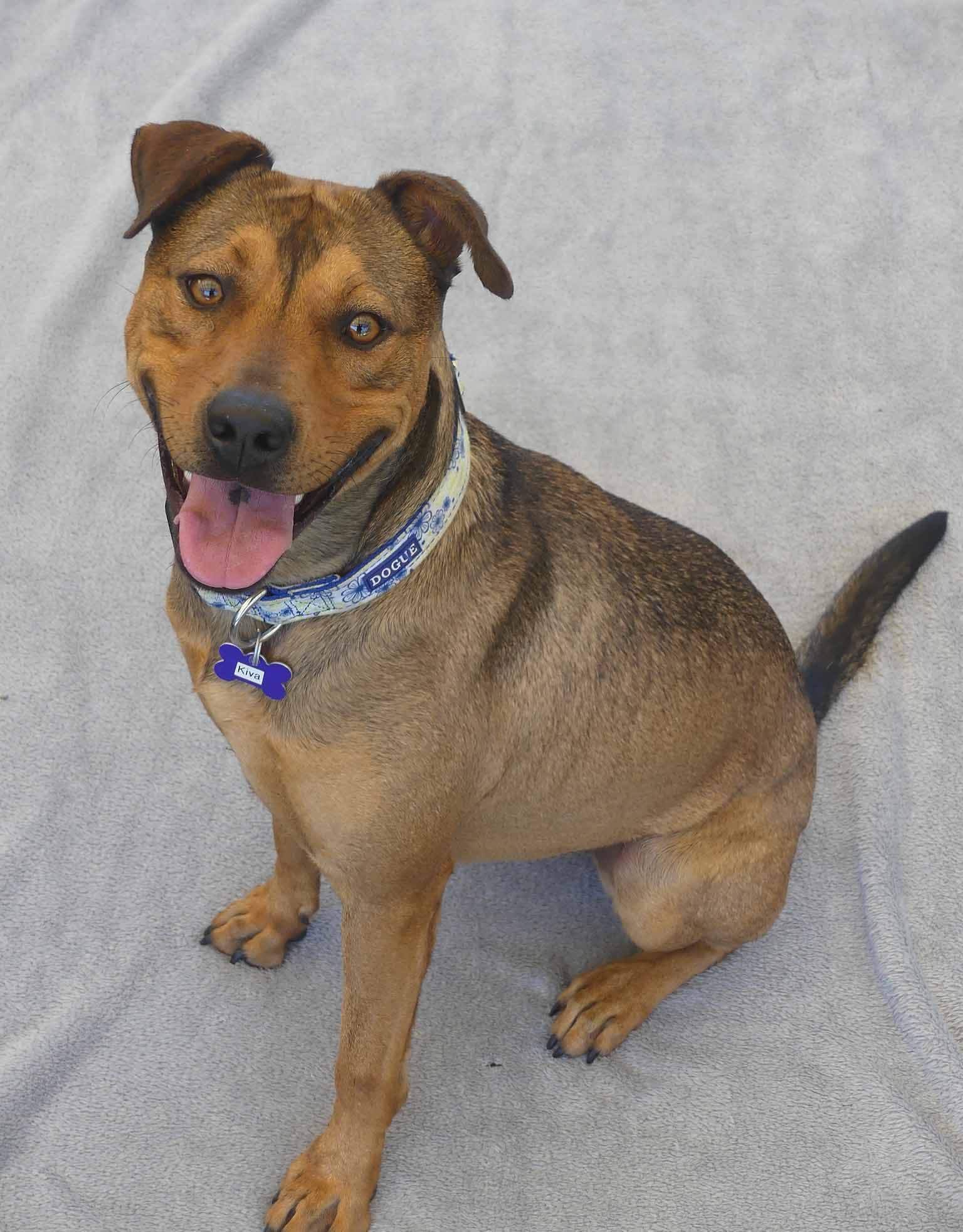 Kiva - Catahoula X Kelpie available for adoption in Calgary
