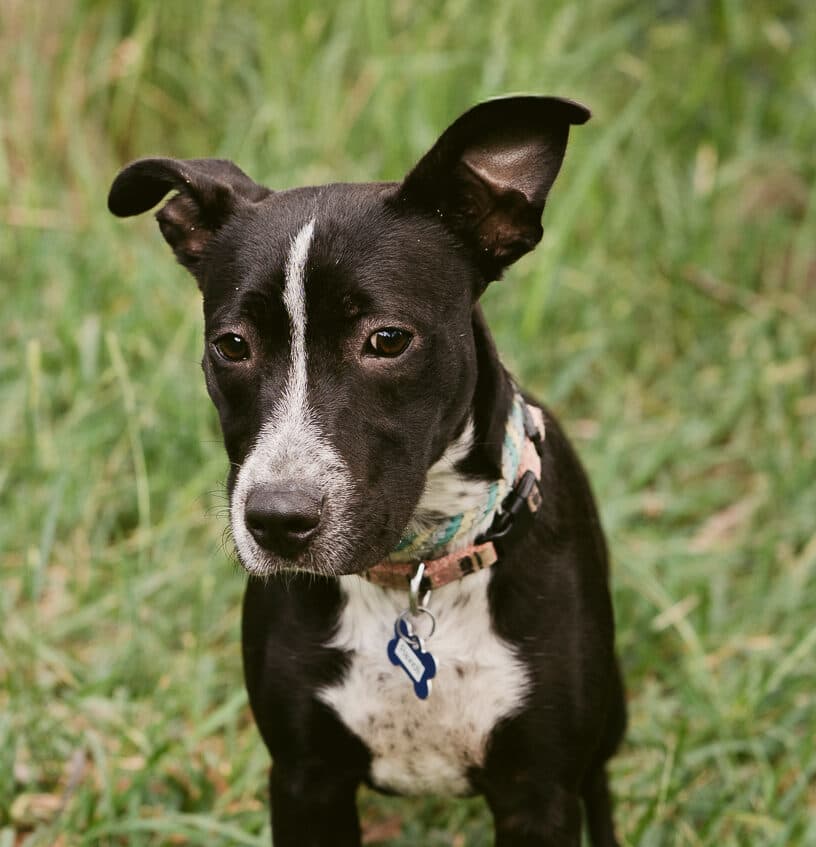 Ravioli - Cattle Dog X Staffy available for adoption in Calgary