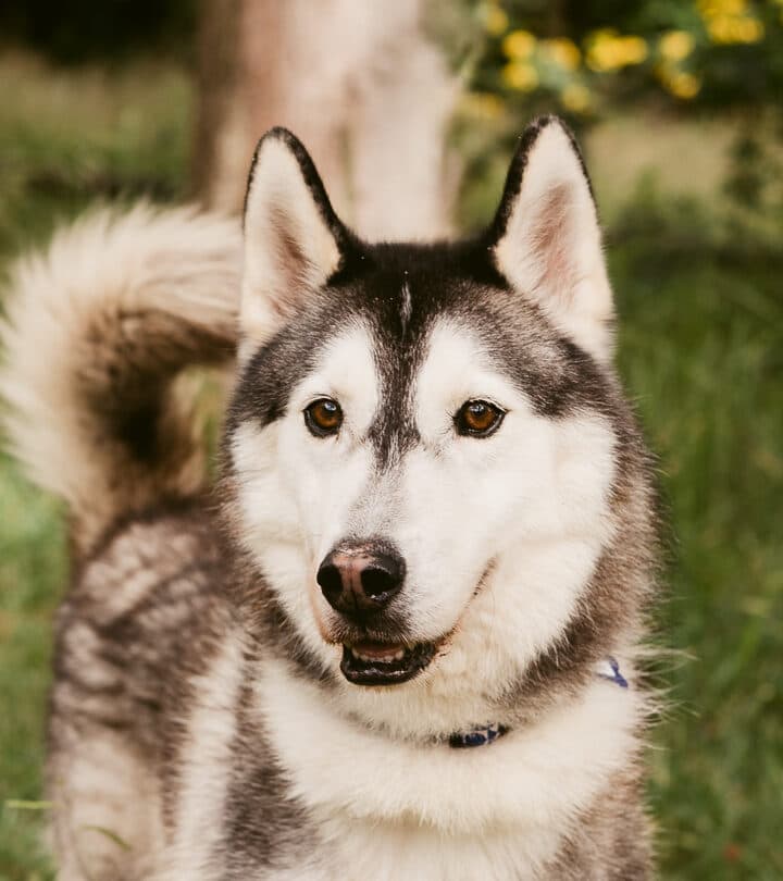 Vegas - Siberian Husky X available for adoption at Monika's Doggie Rescue in Calgary